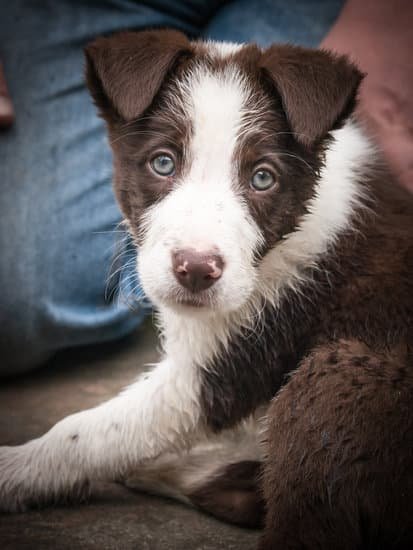 What Dogs Will Protect You Without Training 1 Untrained Guard Dogs: Which Breeds Naturally Protect