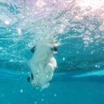 Can dogs be trained to detect COVID Learn about training dogs for COVID detection