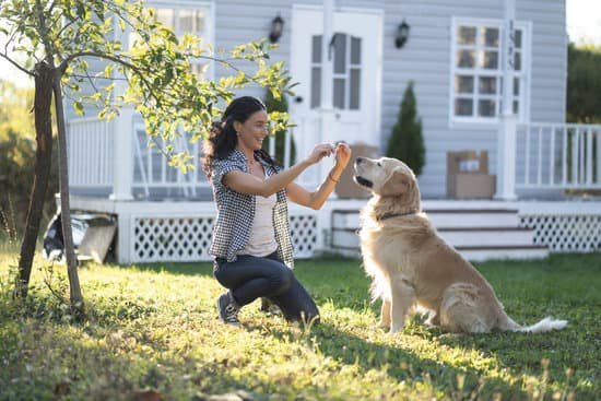 Train a dog to stop begging: positive reinforcement, boundaries, and consistency