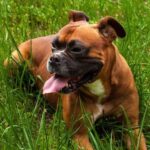 How to Train Unruly Dog Step-by-step guide on how to train unruly dog using positive reinforcement and consistency