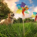 How Can I Train My Dog to Be Less Aggressive Training methods for less aggressive dogs: positive reinforcement, socialization, and proper obedience training