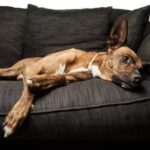 How to Train a Dog to Not Chase 'A step-by-step guide on how to train a dog to not chase.'