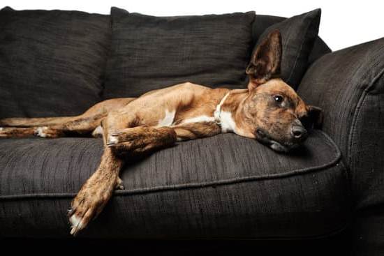 How to Train a Dog to Not Chase 1 'A step-by-step guide on how to train a dog to not chase.'