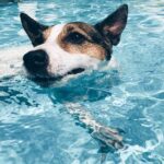 How to Train a Dog to Bear Hunt how to train a dog to bear hunt