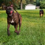 Step-by-step rat dog training guide: How to train a rat dog effectively