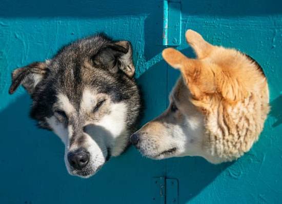 How to train a dog to mount: positive reinforcement, consistency, and patience are key