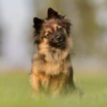 Step-by-step guide on how to train a dog to use the human toilet