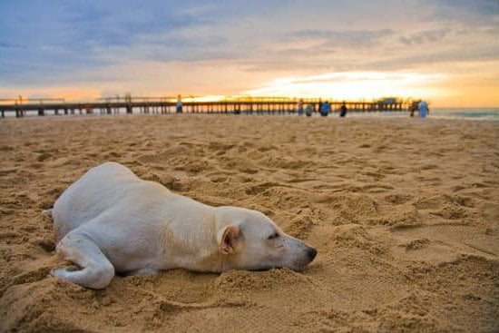 Training Collar for Dogs 1 Dog Training Collar with Remote for Effective Obedience and Behavior Improvement