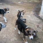 What Do You Learn When You Train Seeing Eye Dogs Training seeing eye dogs teaches empathy, independence, and trust