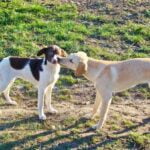 Sit Means Sit Dog Training Sit Means Sit Dog Training logo with a Labrador Retriever sitting obediently