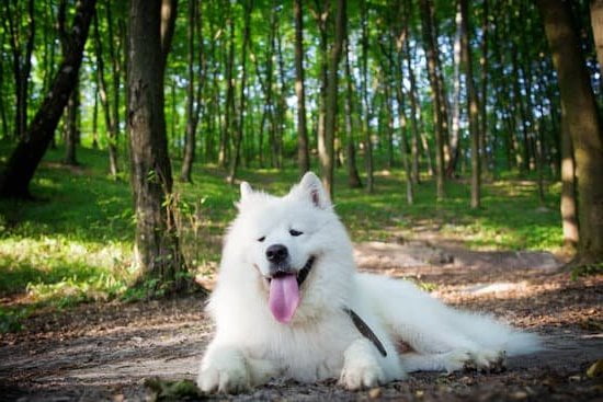 A Papillon is capable of being trained as a service dog with proper training and socialization