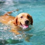 how to become a schutzhund dog trainer