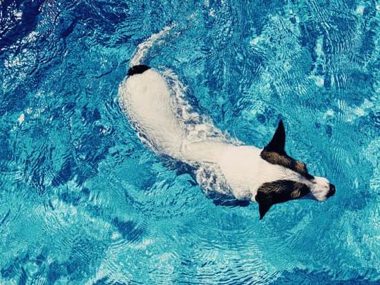 How to train a dog: Positive reinforcement and consistency