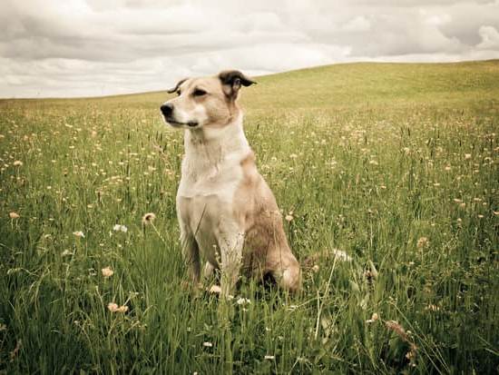 Step-by-step guide on how to train your dog to give you a paw