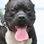 Urban Dog Training: How to Train a Dog in the City - Tips for Success