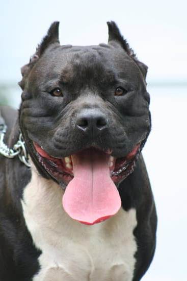 Urban Dog Training: How to Train a Dog in the City - Tips for Success