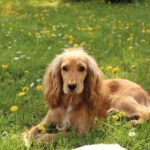 How to Potty Train a Dog Quickly Efficient dog potty training tips: 'How to potty train a dog quickly' - a comprehensive guide