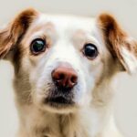 How to Train a Dog to Be Active Image of a dog running in a park - How to train a dog to be active