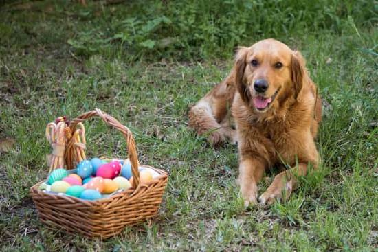 High-quality, natural DOG TRAINING TREATS packed with real chicken and essential nutrients for obedience training