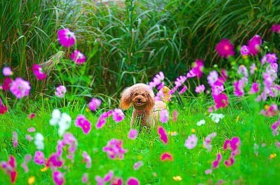 Do Training Callers Work on Small Dogs 1 Small dog training callers: expert tips for working with petite pups