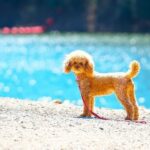 How to Train Dog to Catch Fish - Step-by-step guide on how to train your dog to catch fish