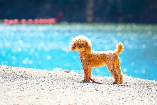 How to Train Dog to Catch Fish 1 - Step-by-step guide on how to train your dog to catch fish