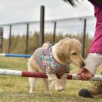 How to Train My Dog to Herd Step-by-step guide on how to train my dog to herd sheep effectively