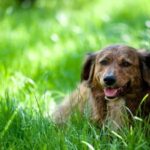 How to Train Your Fearful Dog: Positive Reinforcement and Patience for Dog Training Success