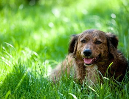 How to Train Your Fearful Dog: Positive Reinforcement and Patience for Dog Training Success