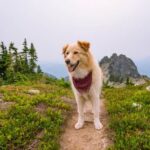 When Can a Dog Start Agility Training Agility training for dogs can start at 1 year old