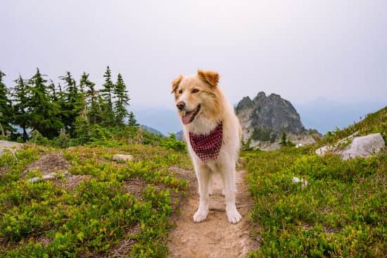Agility training for dogs can start at 1 year old