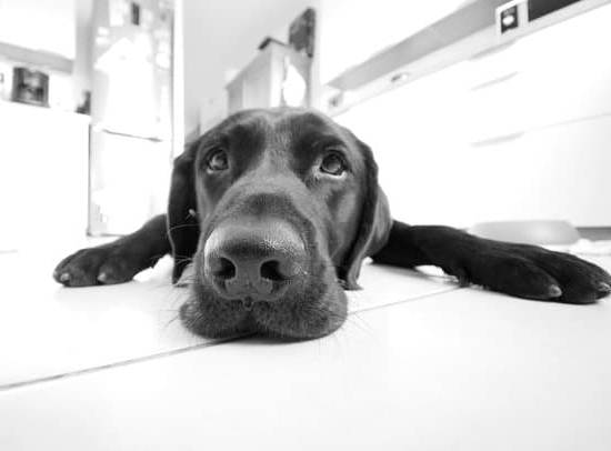 Expert Dog Training Services from Dog Training Elite - Achieve Elite Results with Us