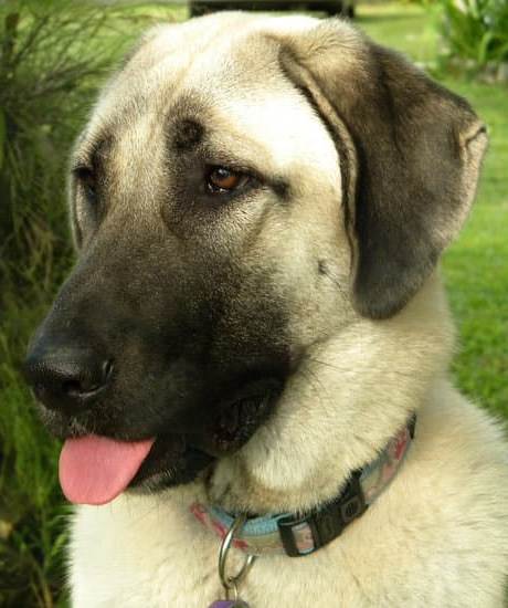 Susan Garrett Dog Training 1 Susan Garrett Dog Training - Empower your pup with expert training from Susan Garrett
