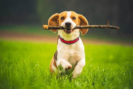 Step-by-step guide on how to train your dog to be a service dog