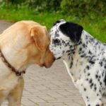 Beckman's Dog Training: Professional, effective, and friendly service for all breeds and behavior issues