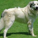Dog Training Cincinnati Expert Dog Training Services in Cincinnati: Explore Our Program Today