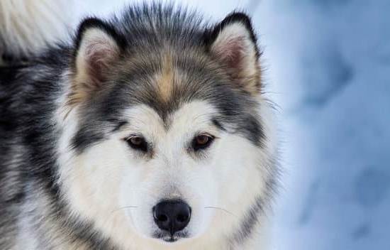 Professional Dog Training Services in Omaha: Expert Guidance for Your Canine Companion