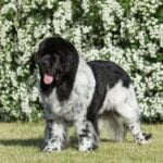Say It Once Dog Training Say It Once Dog Training: A proven method for effective and efficient dog obedience training