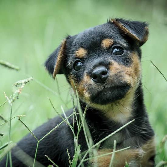 Dog Training Atlanta 1 Expert dog training services in Atlanta
