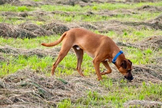 Delicious and Effective Dog Training Treats for Obedience and Behavior Modification