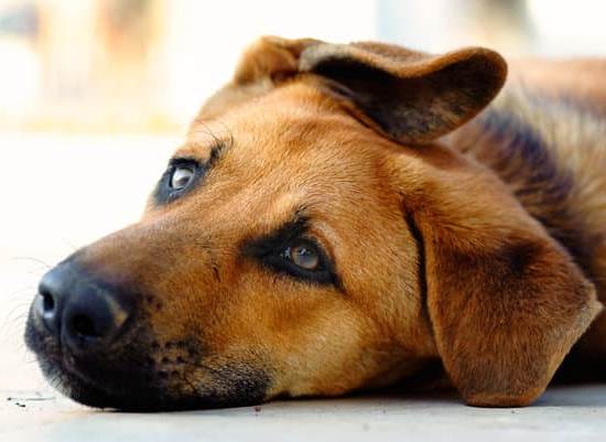 Dog Training Jobs 1 Find rewarding dog training jobs with flexible schedules and competitive pay