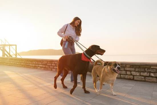 Expert Dog Training in Las Vegas: Obedience, Agility, & Behavior Modification Services Available