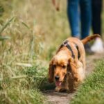 Accessible online resources for dog training platform, offering diverse programs and expert guidance