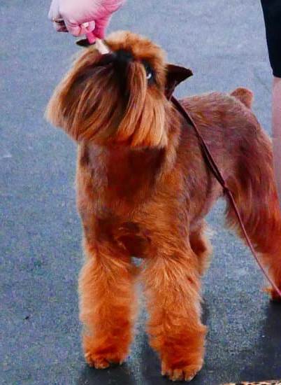 Obedience Training Dog 1 Labrador retriever sitting and staying on command during obedience training dog session