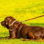Instinct Dog Training: Professional canine behavior and obedience classes for all breeds and ages