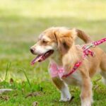 Professional Dog Training Services in Seattle, WA