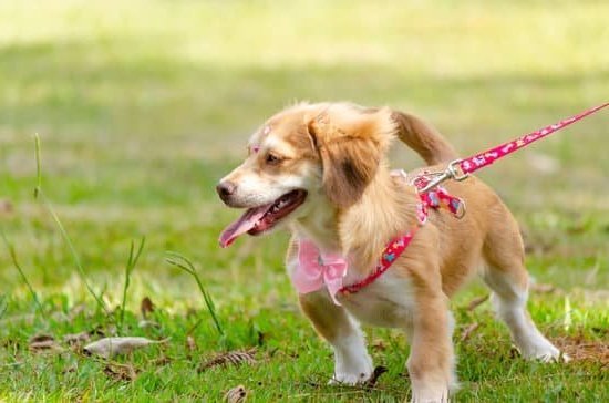 Professional Dog Training Services in Seattle, WA