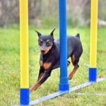 Step-by-step guide to litter box training a dog for easy indoor potty training