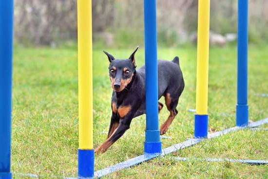 Step-by-step guide to litter box training a dog for easy indoor potty training