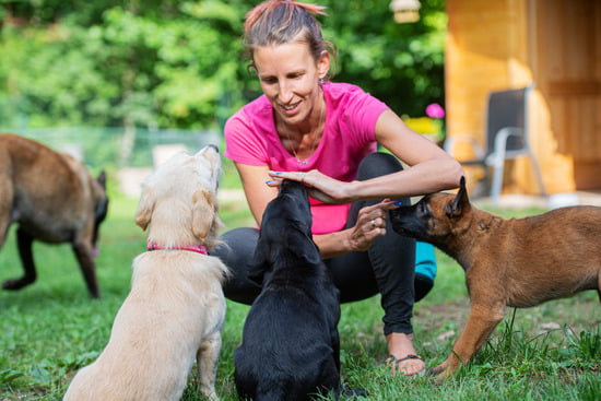 Training a Dog 1 Training a Dog: Obedience, Positive Reinforcement, and Behavioral Modification